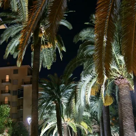 Le Di Sara - Grey Palm * Arma di Taggia