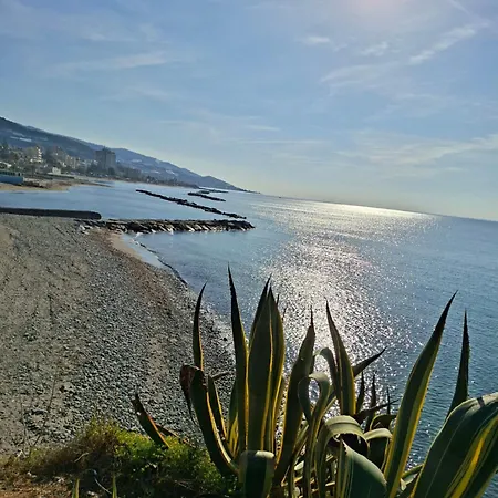 Le Di Sara - Grey Palm